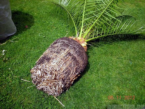 Digicube Garten:Aktuelles: Palmen Wurzelballenverkleinerung