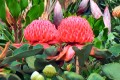 Zuckerbsche Protea